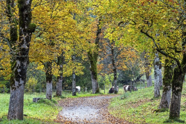 Autumn atmosphere, avenue with autumn-colored sycamore trees, Stillach Valley, near Heini-Klopfer Skiflugschanze, Oberstdorf, Oberallgäu, Allgäu, Bavaria, Germany