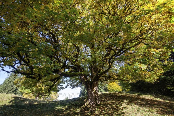Sycamore tree in autumn colors, Hochleite, near Schwand, Oberstdorf, Oberallgäu, Allgäu, Bavaria, Germany