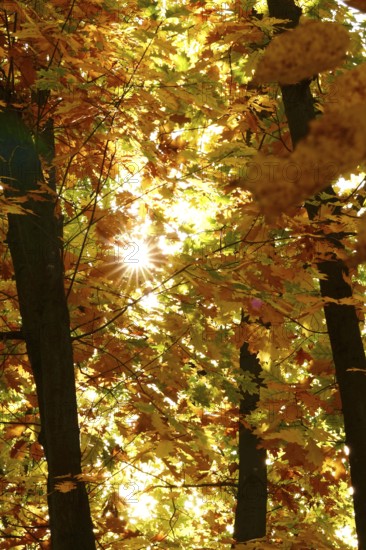 Trees in forest with autumn sun, October, Germany