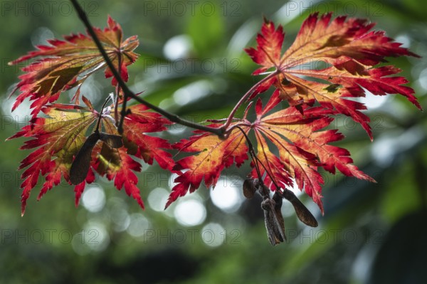 Adenhut leaf maple (Acer japonicum aconitifolium), autumn leaves, Emsland, Lower Saxony, Germany