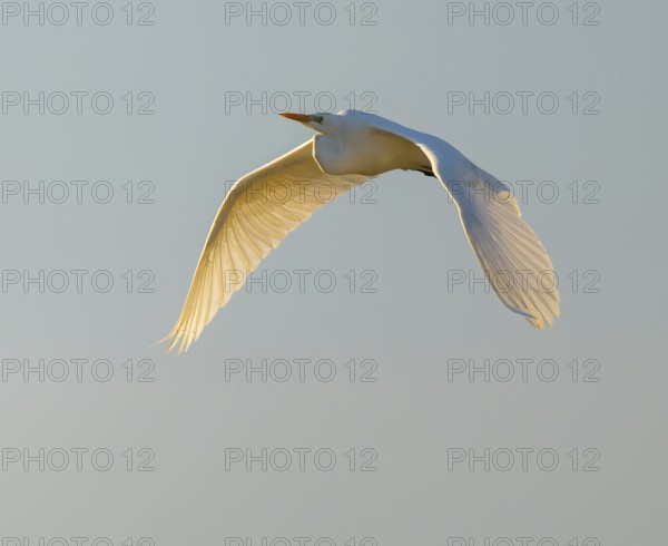 Great egret (Ardea alba) in flight, in warm, orange morning light, Lower Saxony, Germany
