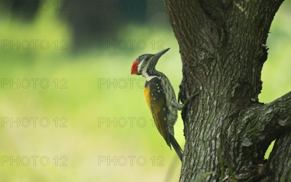 A close-up of a Black-rumped flameback (Dinopium benghalense) on a tree. Sreepur, Gazipur, Bangladesh