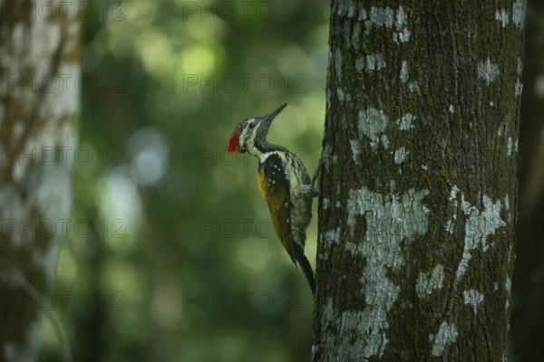 A closeup of a black-rumped flameback (Dynopium benghalense) on a tree in the forest. Sreepur, Gazipur, Bangladesh