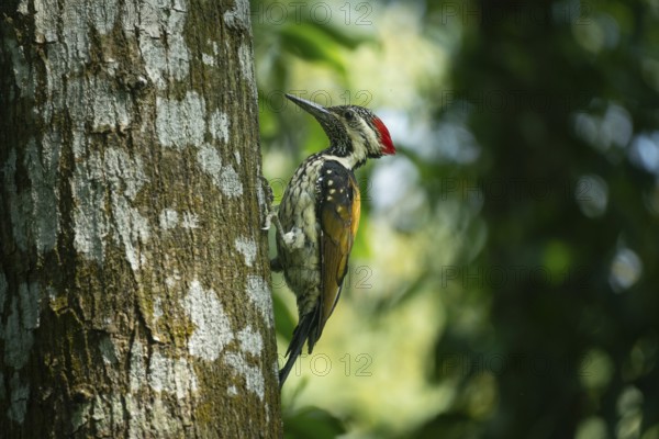 A vibrant Black-rumped Flameback woodpecker (Dinopium benghalense) clings to the rough, mossy bark of a tree in a lush forest setting. Sreepur, Gazipur, Bangladesh