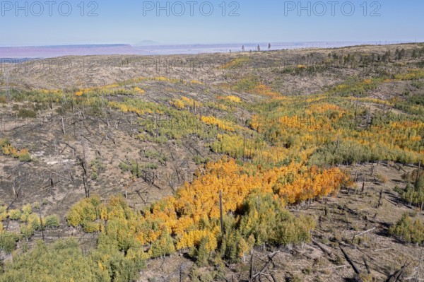 Jacob Lake, Arizona - Aspens show their brilliant fall colors as they revegetate the area burned by the Warm Fire in 2006. That wildfire burned 60, 000 acres north of the Grand Canyon in Kaibab National Forest