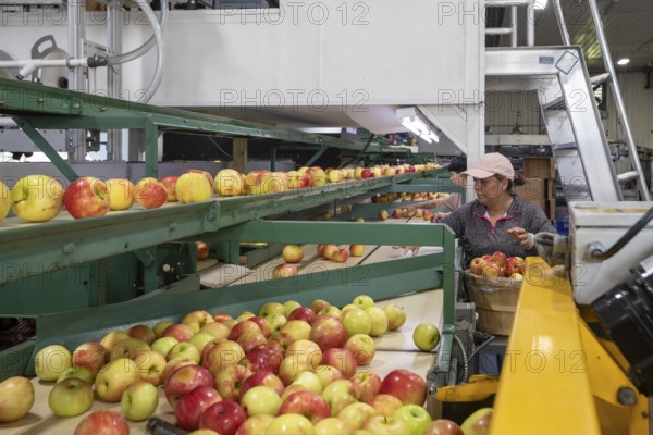 Berrien Springs, Michigan - Fresh apples are sorted and packed at Hildebrand Fruit Farms. Michigan is the second-largest grower of apples in the United States