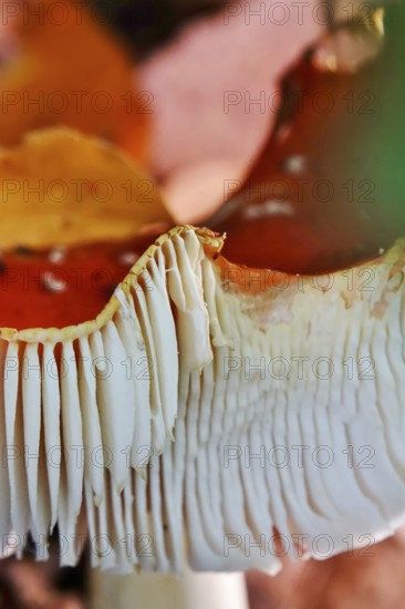 Fairytale toadstool, autumn, Germany