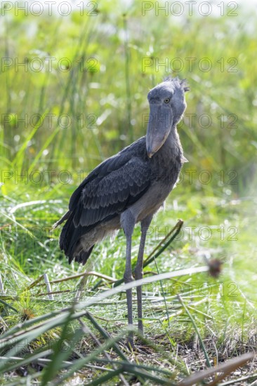 Shoebill (Balaeniceps rex) in the swamps of Mabamba between Papyrus, Lake Victoria, Uganda