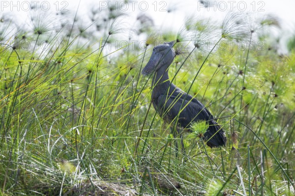 Shoebill (Balaeniceps rex) in the swamps of Mabamba between Papyrus, Lake Victoria, Uganda