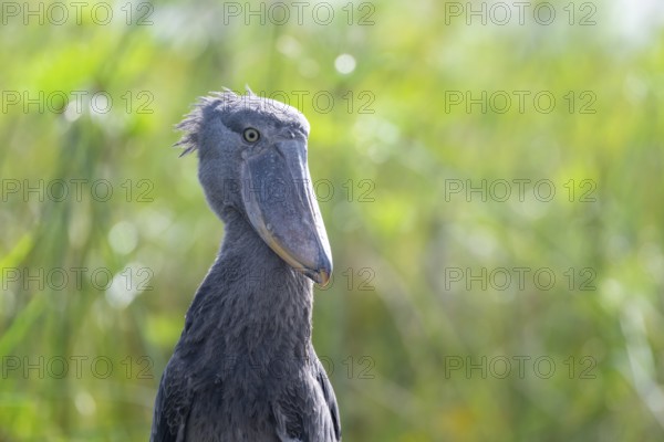 Shoebill (Balaeniceps rex) in the swamps of Mabamba, Lake Victoria, Uganda