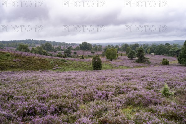 Purple flowering heath, broom heather and juniper bushes, Lüneburg Heath nature reserve, Lower Saxony, Germany