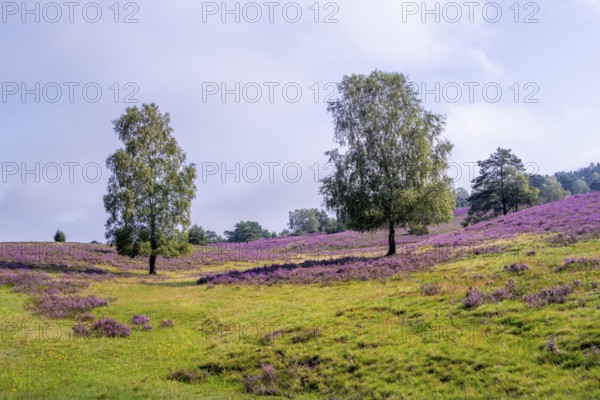 Purple flowering heath, heather and juniper bushes, Lüneburg Heath nature reserve, Lower Saxony, Germany