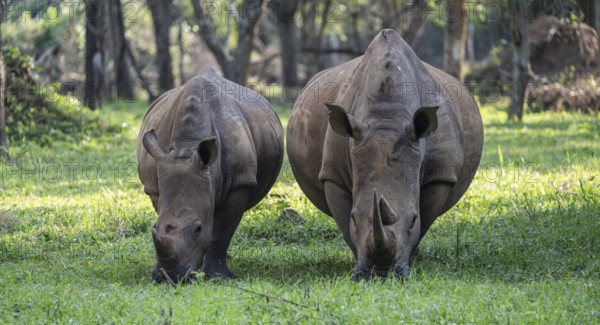 Two animals, Southern white rhinoceros (Ceratotherium simum simum), Ziwa Rhino Sanctuary, Uganda