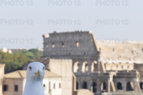 Yellow-legged gull (Larus michahellis) adult bird on an ancient city building with The Colosseum in the background, Rome, Italy