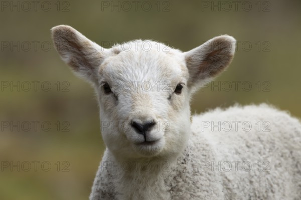Domestic sheep (Ovis aries) juvenile baby lamb farm animal head portrait in spring, England, United Kingdom