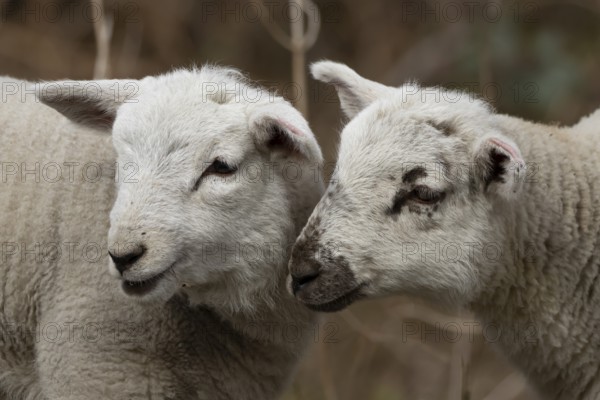 Domestic sheep (Ovis aries) two juvenile baby lambs farm animals greeting each other in spring, England, United Kingdom