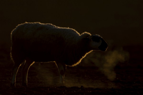 Domestic sheep (Ovis aries) adult farm animal bleeting in winter, England, United Kingdom