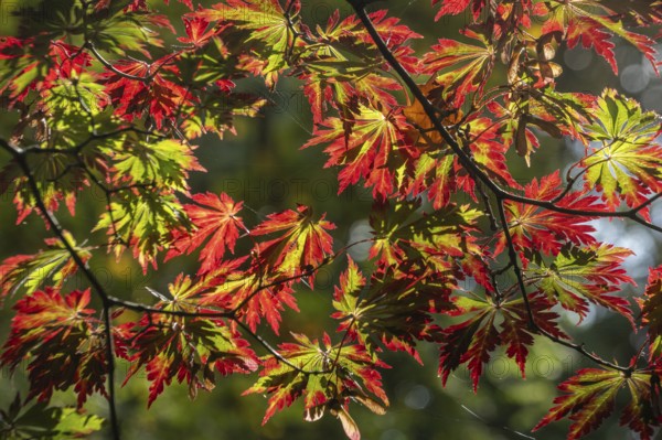Aconite-leaved maple (Acer japonicum Aconitifolium), Emsland, Lower Saxony, Germany