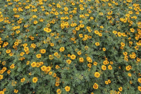Marigolds (Tagetes), Emsland, Lower Saxony, Germany