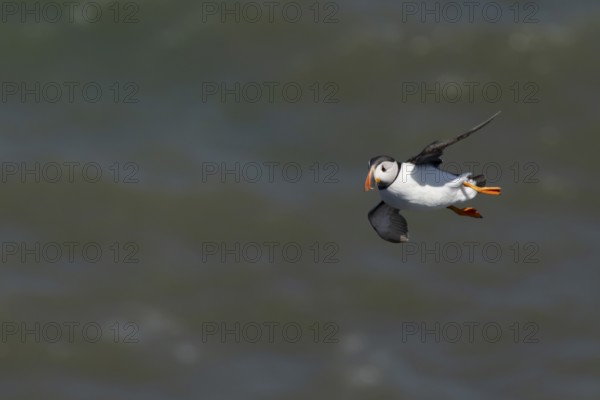 Atlantic puffin (Fratercula arctica) adult sea bird flying, England, United Kingdom