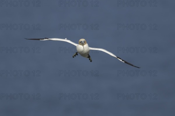 Northern gannet (Morus bassanus) adult sea bird flying, England, United Kingdom