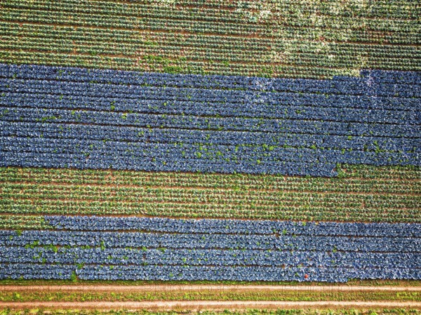 Top down view of red and green cabbage field from a drone, Devon, England, United Kingdom