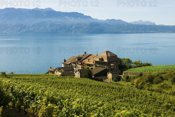 Picturesque village in the vineyards by the lake, Epesses, Lavaux, UNESCO World Heritage Site, Lake Geneva, Lac Léman, Canton of Vaud, Switzerland