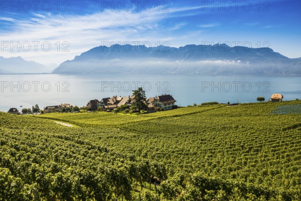 Picturesque village in the vineyards by the lake, Rivaz, Lavaux, UNESCO World Heritage Site, Lake Geneva, Lac Léman, Canton of Vaud, Switzerland