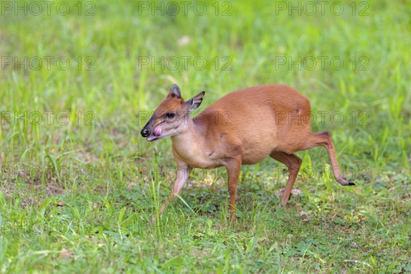 A female Red Forest Duiker (Cephalophus natalensis) stands in a green meadow, eating grass and herbs. Southeastern Africa