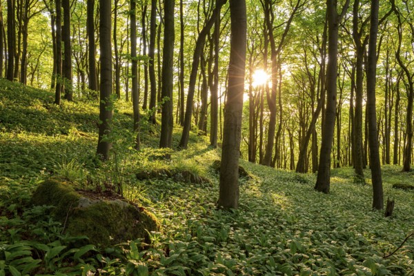 The light of the sun shines in an idyllic beech forest in spring with lush green wild garlic on the ground, Naturwald Saubrink-Oberberg, Ith, Weserbergland, Lower Saxony, Germany