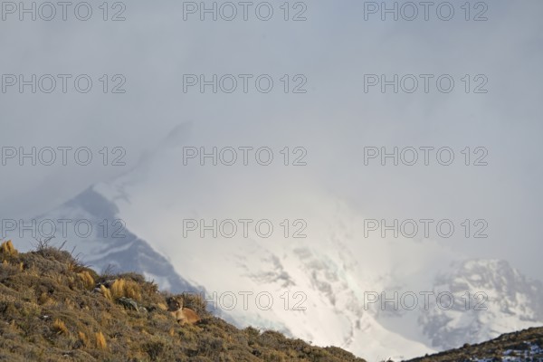 Cougar (Cougar concolor), Torres del Paine National Park, Chile, South America