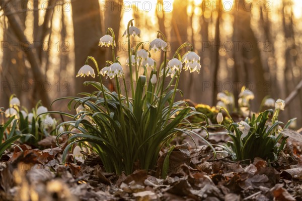 Close-up of spring knotweed (Leucojum vernum) in the forest, also known as marzenbecher, in picturesque evening light at flowering time in spring, Schweineberg nature reserve, Hameln, Lower Saxony, Germany