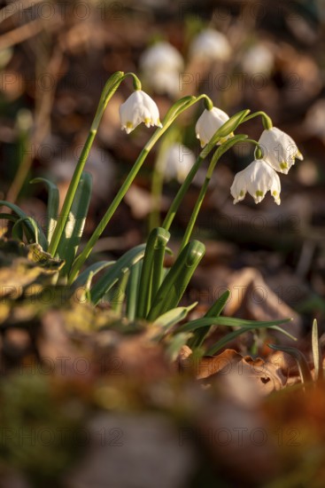 Close-up of spring knotweed (Leucojum vernum) in the forest, also known as marzenbecher, in picturesque evening light at flowering time in spring, Schweineberg nature reserve, Hameln, Lower Saxony, Germany
