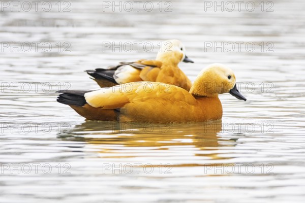 Ruddy shelduck (Tardora ferruginea) Germany