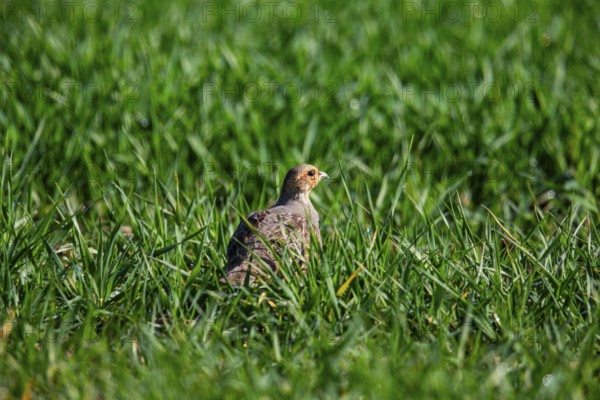 Grey partridge (Perdix perdix) Germany