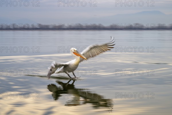 Dalmatian Pelican (Pelecanus crispus), Dalmatian Pelican, landing, long exposure, Lake Kerkini, Greece