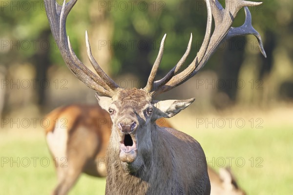 Red deer (Cervus elaphus) during the rutting season, a large stag roaring in a forest clearing, animal portrait, wildlife, autumn, Sauerland, North Rhine-Westphalia, Germany