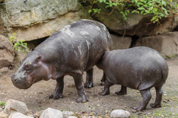 A female pygmy hippopotamus (Choeropsis liberiensis) nurses its calf. Liberia, West-Afrika
