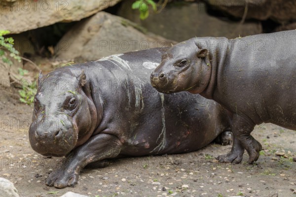 A female pygmy hippopotamus (Choeropsis liberiensis) stands next to its mother. Liberia, West Africa