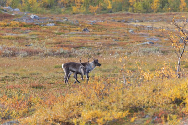 Reindeer herd at Abisko National Park in the colourful autumn of Lapland below Lapporten, Cuonjávággi