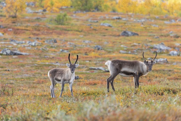 Reindeer herd at Abisko National Park in the colourful autumn of Lapland below Lapporten, Cuonjávággi