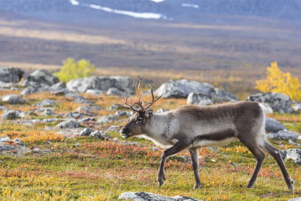 Reindeer at Abisko National Park in the colourful autumn of Lapland below Lapporten, Cuonjávággi