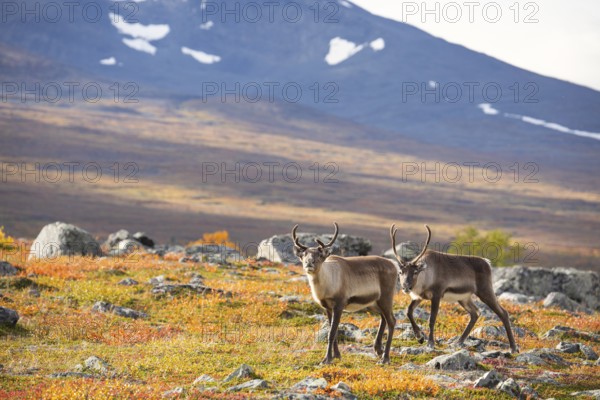 Reindeer herd at Abisko National Park in the colourful autumn of Lapland below Lapporten, Cuonjávággi