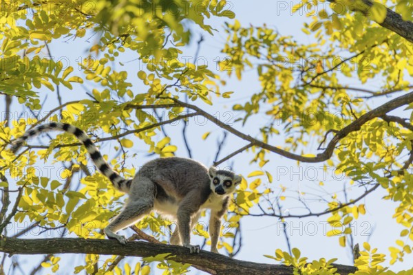 A ring-tailed lemur (Lemur catta) runs across a branch high up in a tree against the light on a sunny day. Southern and southwestern Madagascar