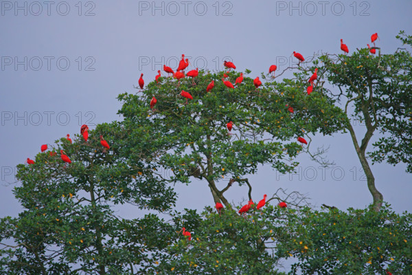 Scarlet Ibis (Eudocimus ruber), Mata Atlantica, Brazil, South America