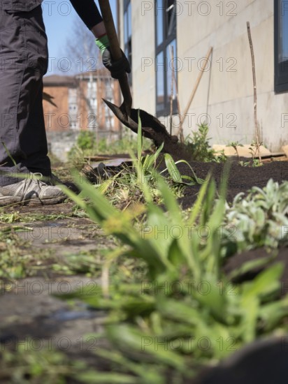 Gardener using shovel to spread soil in urban garden, creating fertile ground for planting and cultivating vegetables