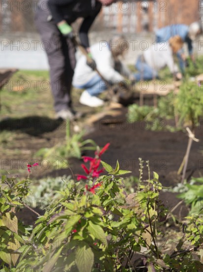 Gardeners working in a community garden, planting and cultivating flowers and vegetables