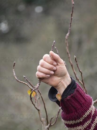 Farmer examining small branches of a fruit tree, checking for buds in winter