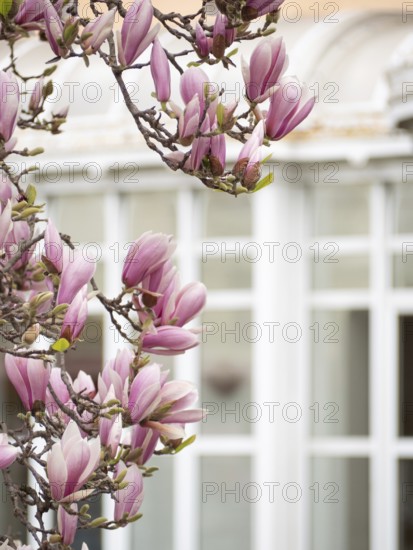 Pink magnolia flowers blooming on a tree branch in spring, with a blurred window in the background