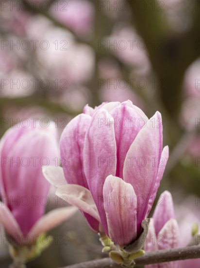 Close-up of pink magnolia flowers blooming on a tree branch, capturing the beauty of springtime nature